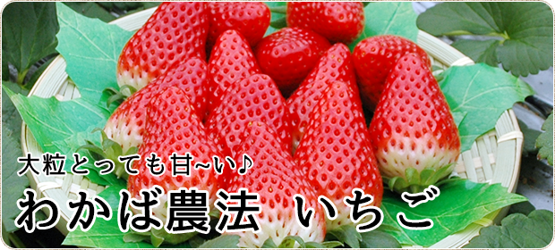 鳥取県湯梨浜町の小林農園│わかば農法いちご、ほしいも甘みつ姫
